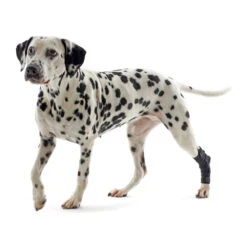 Kruuse Rehab Hakbeschermer 14 Kruuse Rehab Hakbeschermer -Hondenbenodigdheden Winkel 0cea6c920fd6529a226ff23aa71b4e81e381fc246dd1c48a0b437724bc0d2f32 3