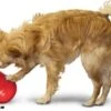 Kong Wobbler-Kong Speelgoed Hond-slow Feeder Hond-honden Speelgoed-Maat L -Hondenbenodigdheden Winkel 1200x837