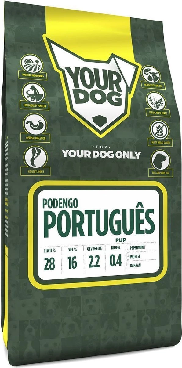 Podengo Português 3 Podengo Português