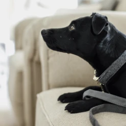 Kentucky Dogwear Hondenhalsband Wool -Hondenbenodigdheden Winkel AajpOmKS3gu5UO1Vb74wjZdvxkyh11 metaS2VudHVja3ktRG9nd2Vhci1Ib25kZW5oYWxzYmFuZC1Xb29sLWdyaWpzLWRldGFpbC5wbmc