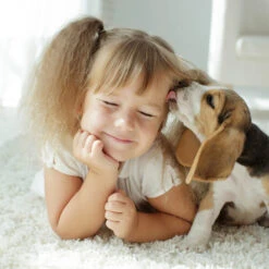 Beaphar Fiprotec Spray -Hondenbenodigdheden Winkel beaphar fiprotec spray 213632 2000 none