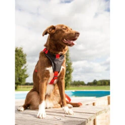 Beeztees Parinca Premium Y-tuig -Hondenbenodigdheden Winkel beeztees parinca premium y tuig 199580 2000 none