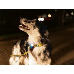 Beeztees Safety Gear Parinca Premium Halsband -Hondenbenodigdheden Winkel beeztees safety gear parinca premium halsband 215015 2000 none