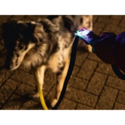 Beeztees Safety Gear Parinca Premium Hondenriem -Hondenbenodigdheden Winkel beeztees safety gear parinca premium hondenriem 215036 2000 none