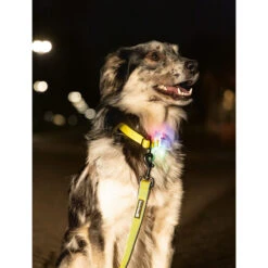 Beeztees Safety Gear Parinca Premium Hondenriem -Hondenbenodigdheden Winkel beeztees safety gear parinca premium hondenriem 215039 2000 none