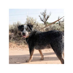 Carhartt Journeyman Leash -Hondenbenodigdheden Winkel carhartt journeyman leash 187047 1000 none