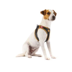 Curli Harnas Vegan Appelleer -Hondenbenodigdheden Winkel curli harnas vegan appelleer 216631 0500 none