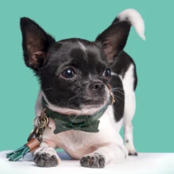 DWAM Halsband Bowie 15 DWAM Halsband Bowie -Hondenbenodigdheden Winkel dwam bowie halsband 186562 1000 none