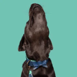 DWAM Halsband Buster -Hondenbenodigdheden Winkel dwam buster halsband 186301 1000 none