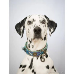 DWAM Halsband Boho Juan -Hondenbenodigdheden Winkel dwam halsband boho juan 132080 1000 none