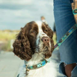 DWAM Halsband Boho Juan -Hondenbenodigdheden Winkel dwam halsband boho juan 133658 0500 none