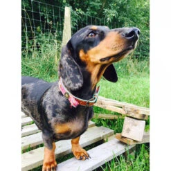 DWAM Halsband Boho Rosa -Hondenbenodigdheden Winkel dwam halsband boho rosa 132071 1000 none