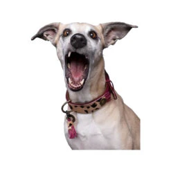 DWAM Halsband Lou Lou 20 DWAM Halsband Lou Lou -Hondenbenodigdheden Winkel dwam halsband lou lou 182182 1000 none