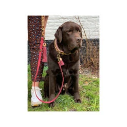 DWAM Halsband Lou Lou 21 DWAM Halsband Lou Lou -Hondenbenodigdheden Winkel dwam halsband lou lou 182185 1000 none