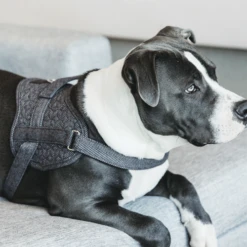 Kentucky Dogwear Hondenharnas Body Safe Wool -Hondenbenodigdheden Winkel gO0eCCPgxvGF5vDYCfNhuoTrRxIvBo metaS2VudHVja3ktRG9nd2Vhci1Ib25kZW5oYXJuYXMtQm9keS1TYWZlLVdvb2wtZ3JpanMtc2ZlZXItMi5wbmc