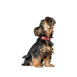 Hunter Collar Love -Hondenbenodigdheden Winkel hunter collar love 223471 1000 none