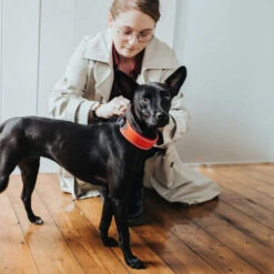 Hunter Halsband Divo 25 Hunter Halsband Divo -Hondenbenodigdheden Winkel hunter halsband divo 208013 0500 none