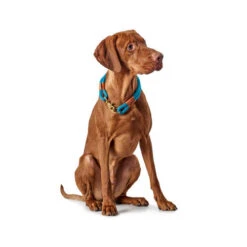 Hunter Halsband Oss -Hondenbenodigdheden Winkel hunter halsband oss 116343 0500 none