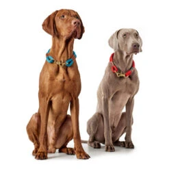 Hunter Halsband Oss -Hondenbenodigdheden Winkel hunter halsband oss 146099 0500 none