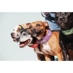 Hurtta Weekend Warrior Collar 24 Hurtta Weekend Warrior Collar -Hondenbenodigdheden Winkel hurtta weekend warrior collar 189084 0500 none