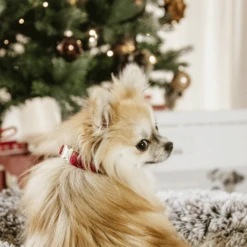 Kentucky Dogwear Corduroy Hondenhalsband -Hondenbenodigdheden Winkel kentucky dogwear corduroy hondenhalsband 219200 0500 none