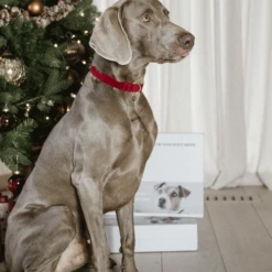 Kentucky Dogwear Corduroy Hondenhalsband -Hondenbenodigdheden Winkel kentucky dogwear corduroy hondenhalsband 219201 0500 none