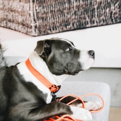 Kentucky Dogwear Sleeplijn Soft Rubber 20 Kentucky Dogwear Sleeplijn Soft Rubber -Hondenbenodigdheden Winkel kentucky dogwear sleeplijn soft rubber 219205 0500 none