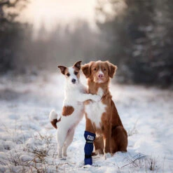 Medical Pet Shirt Boot -Hondenbenodigdheden Winkel medical pets boot 167509 0500 none