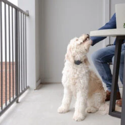 PetSafe Anti-Blafhalsband -Hondenbenodigdheden Winkel petsafe anti blafhalsband 208109 0500 none