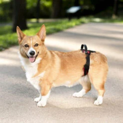 PetSafe Carelift - Draagsysteem Voor De Hond -Hondenbenodigdheden Winkel solvit carelift draagsysteem voor de hond 163711 0500 none