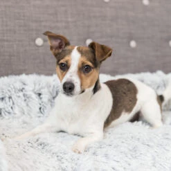 Trixie Bekleding-Beschermdeken Harvey 11 Trixie Bekleding-Beschermdeken Harvey -Hondenbenodigdheden Winkel trixie bekleding beschermdeken harvey 206315 2000 none