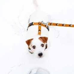 Woolly Wolf Sea To Summit Hondenriem -Hondenbenodigdheden Winkel woolly wolf sea to summit hondenriem 194837 1000 none