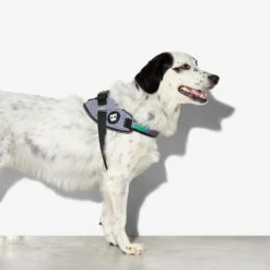 Zee.Dog FlyHarness Hondentuigje -Hondenbenodigdheden Winkel zeedog flyharness hondentuigje 221592 1000 none