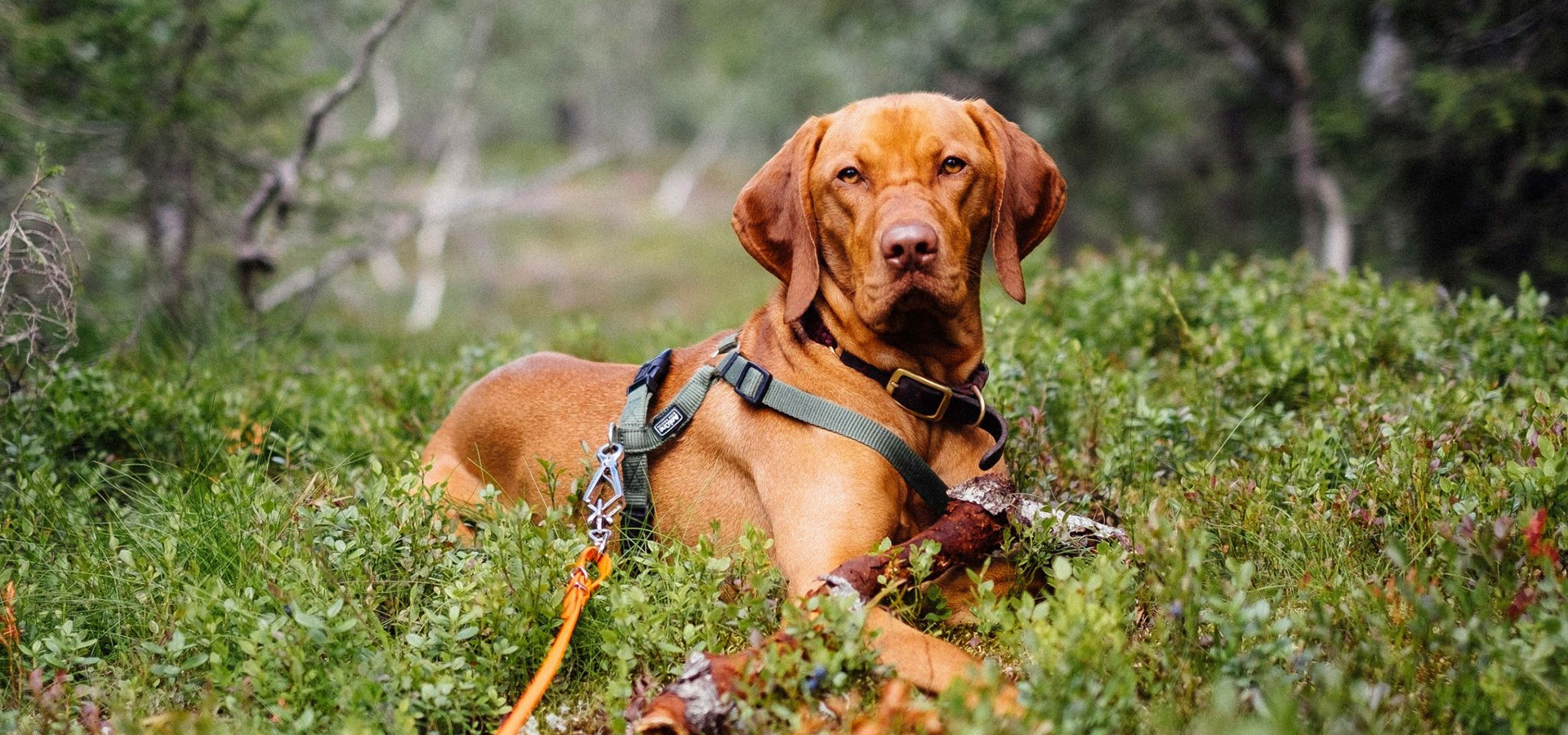Hondenbenodigdheden Winkel -Hondenbenodigdheden Winkel 1