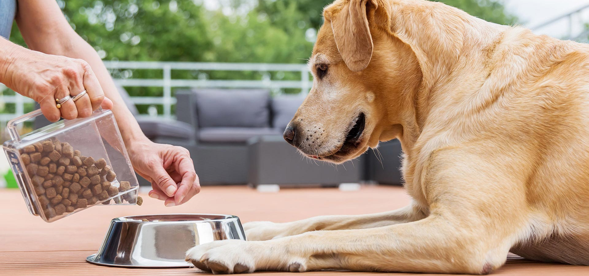 Hondenbenodigdheden Winkel -Hondenbenodigdheden Winkel 2